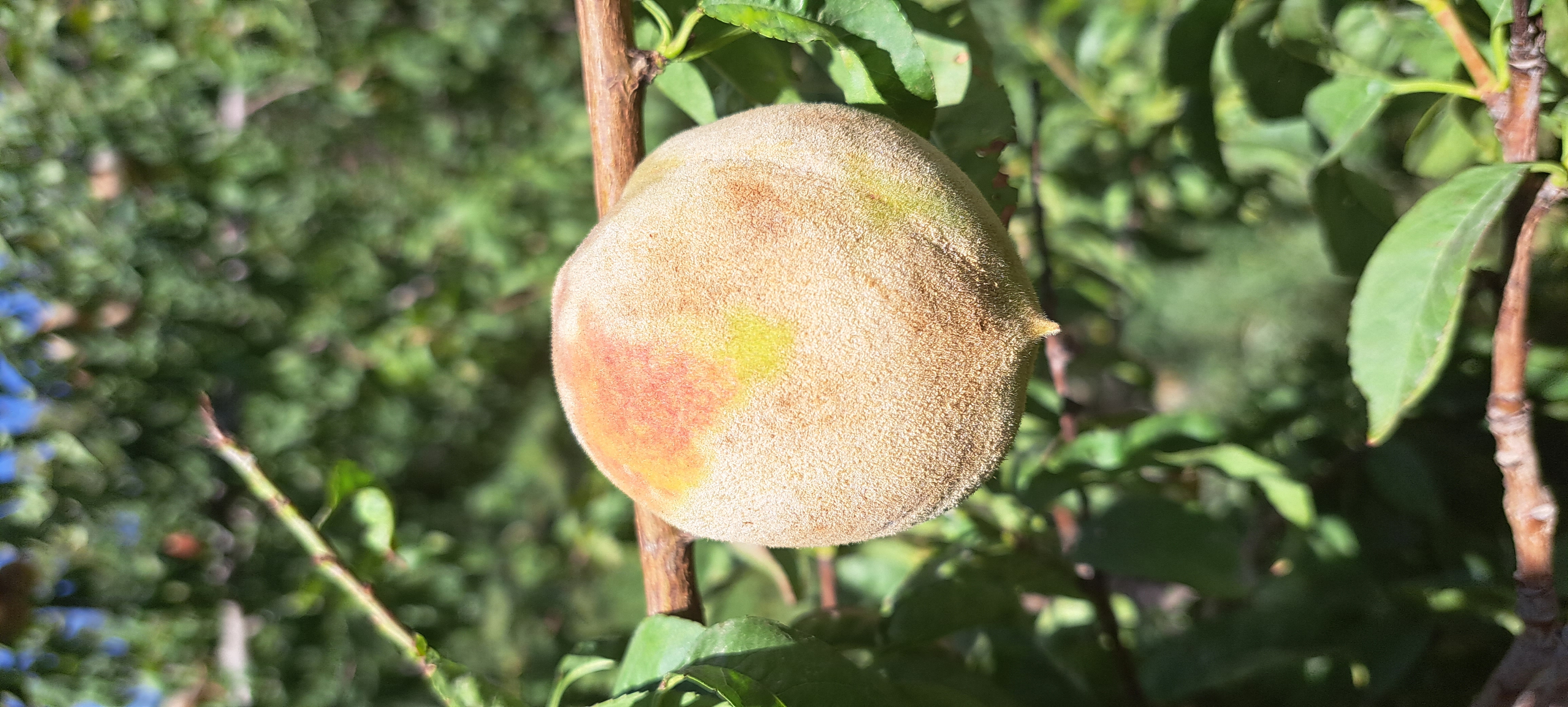 Peach Powdery mildew